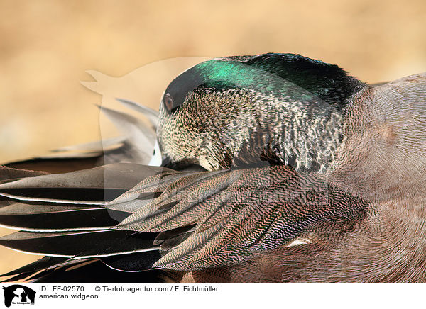 Nordamerikanische Pfeifente / american widgeon / FF-02570