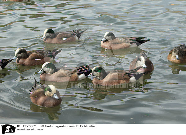 Nordamerikanische Pfeifente / american widgeon / FF-02571