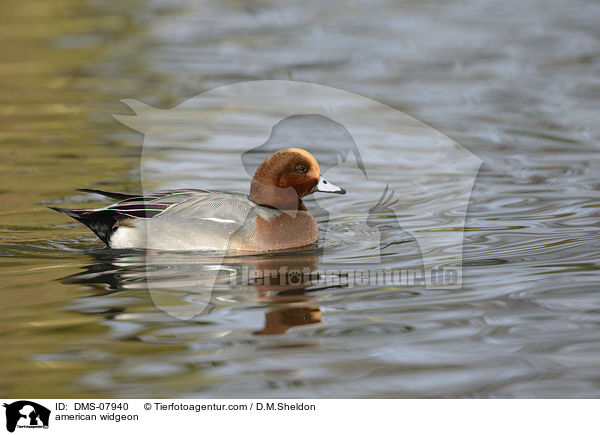 american widgeon / DMS-07940