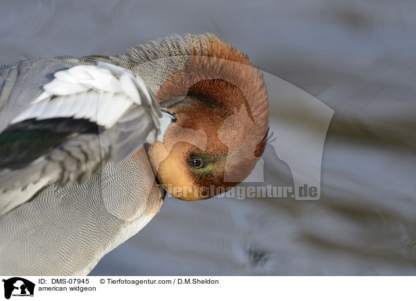 american widgeon / DMS-07945