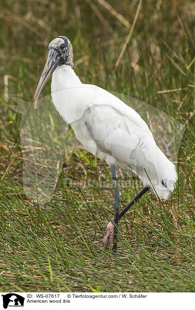 American wood ibis / WS-07617