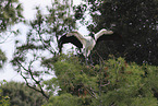 American wood ibis