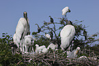American wood ibis