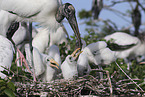 American wood ibis