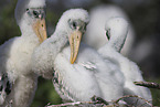 American wood ibis