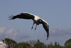 American wood ibis
