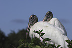 American wood ibis