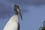 American wood ibis