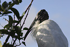American wood ibis