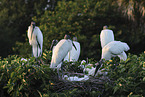 American wood ibis