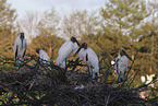 American wood ibis