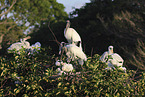 American wood ibis