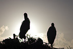 American wood ibis