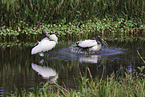 American wood ibis