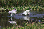 American wood ibis
