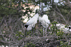 American wood ibis