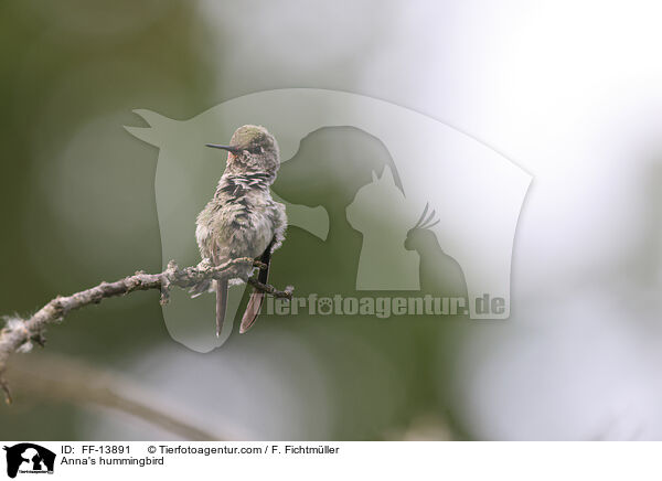 Annakolibri / Anna's hummingbird / FF-13891
