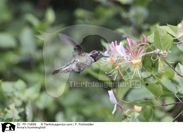Annakolibri / Anna's hummingbird / FF-13899
