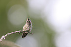 Anna's hummingbird