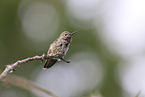 Anna's hummingbird