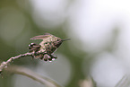 Anna's hummingbird