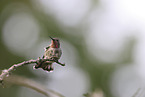 Anna's hummingbird