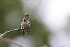 Anna's hummingbird