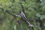 Anna's hummingbird
