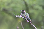 Anna's hummingbird