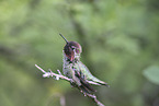 Anna's hummingbird
