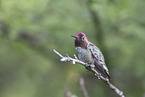Anna's hummingbird