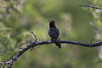 Anna's hummingbird