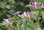 Anna's hummingbird
