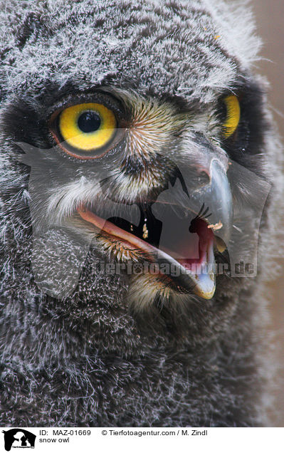 Schnee-Eule / snow owl / MAZ-01669