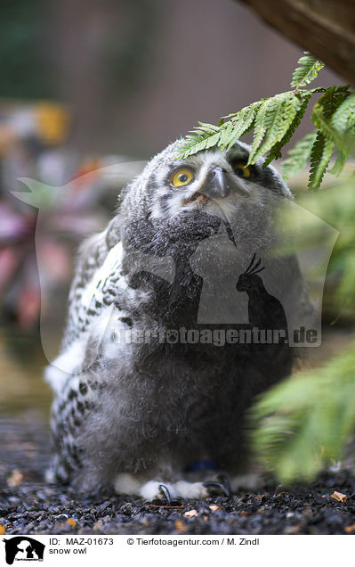 Schnee-Eule / snow owl / MAZ-01673