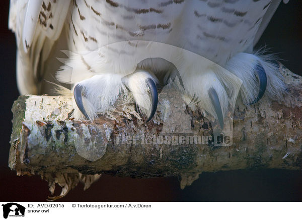 Schneeeule / snow owl / AVD-02015