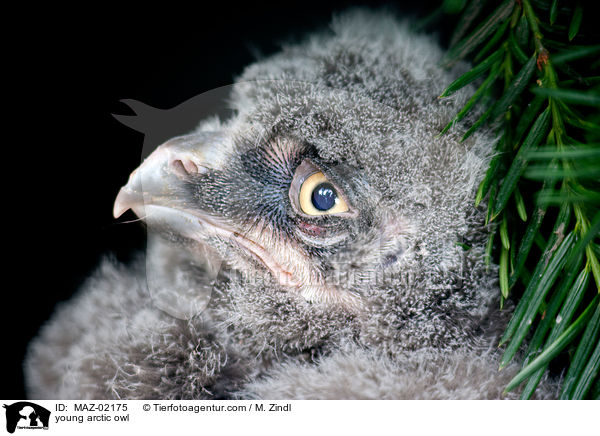 junge Schneeeule / young arctic owl / MAZ-02175