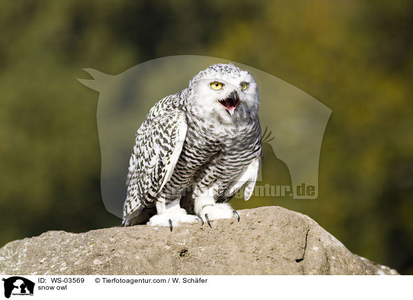 Schneeeule / snow owl / WS-03569