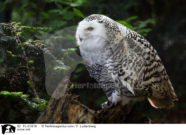 Schneeeule / snow owl / FL-01818