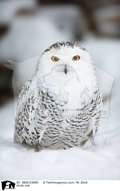 Schneeeule / Arctic owl / MAZ-03660