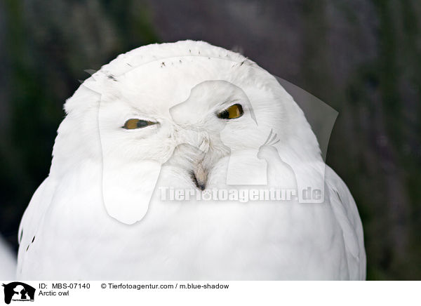 Arctic owl / MBS-07140