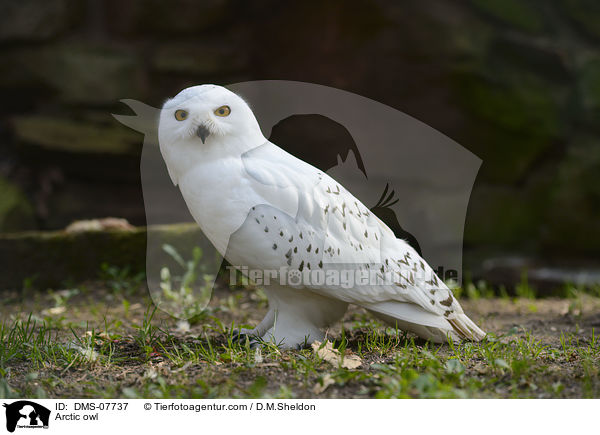 Schneeeule / Arctic owl / DMS-07737