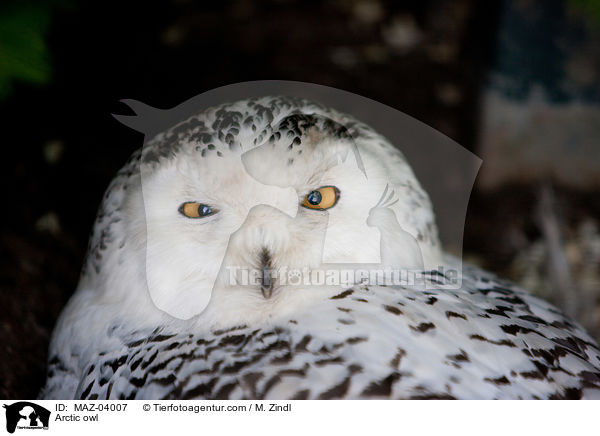 Arctic owl / MAZ-04007