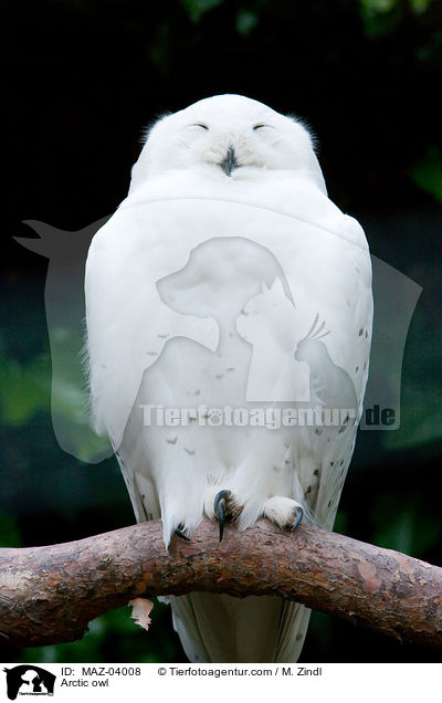 Schneeeule / Arctic owl / MAZ-04008