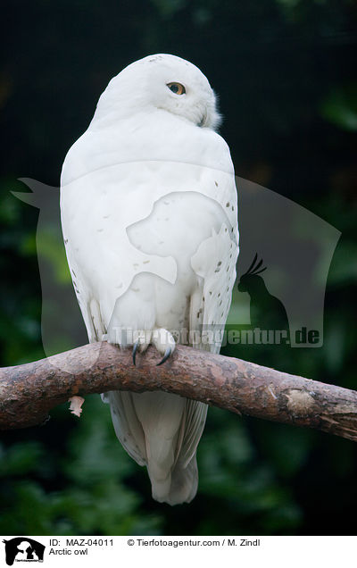 Arctic owl / MAZ-04011