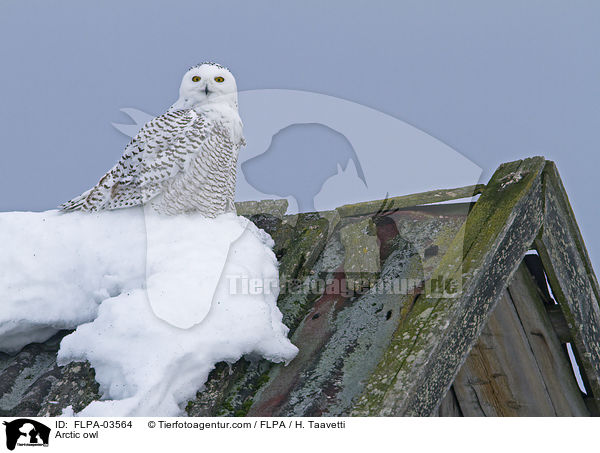 Arctic owl / FLPA-03564