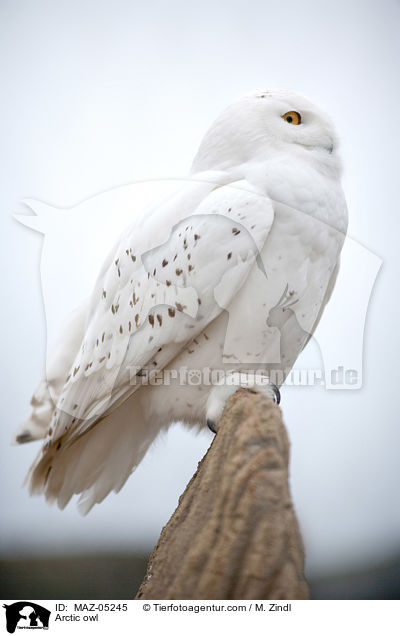 Arctic owl / MAZ-05245
