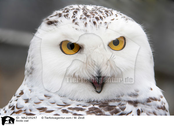 Arctic owl / MAZ-05247