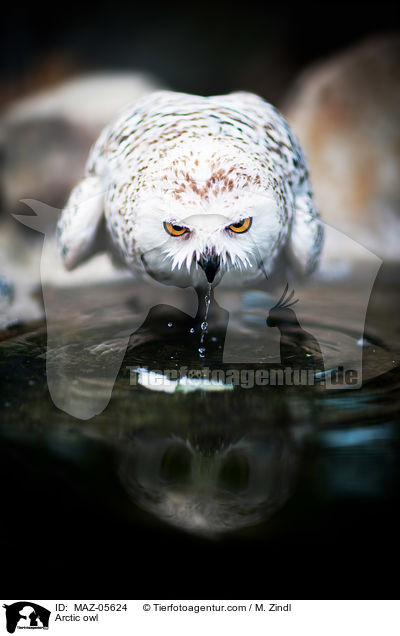 Arctic owl / MAZ-05624