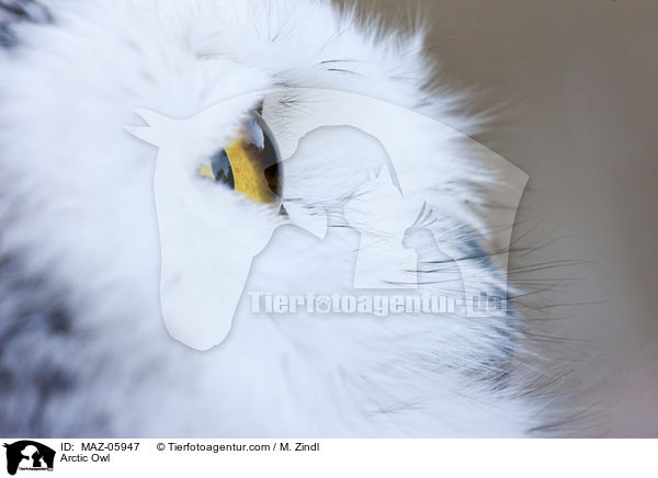 Schneeeule / Arctic Owl / MAZ-05947